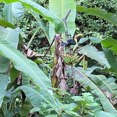 Mussaenda, Arenal Otel La Fortuna Dış mekan fotoğraf