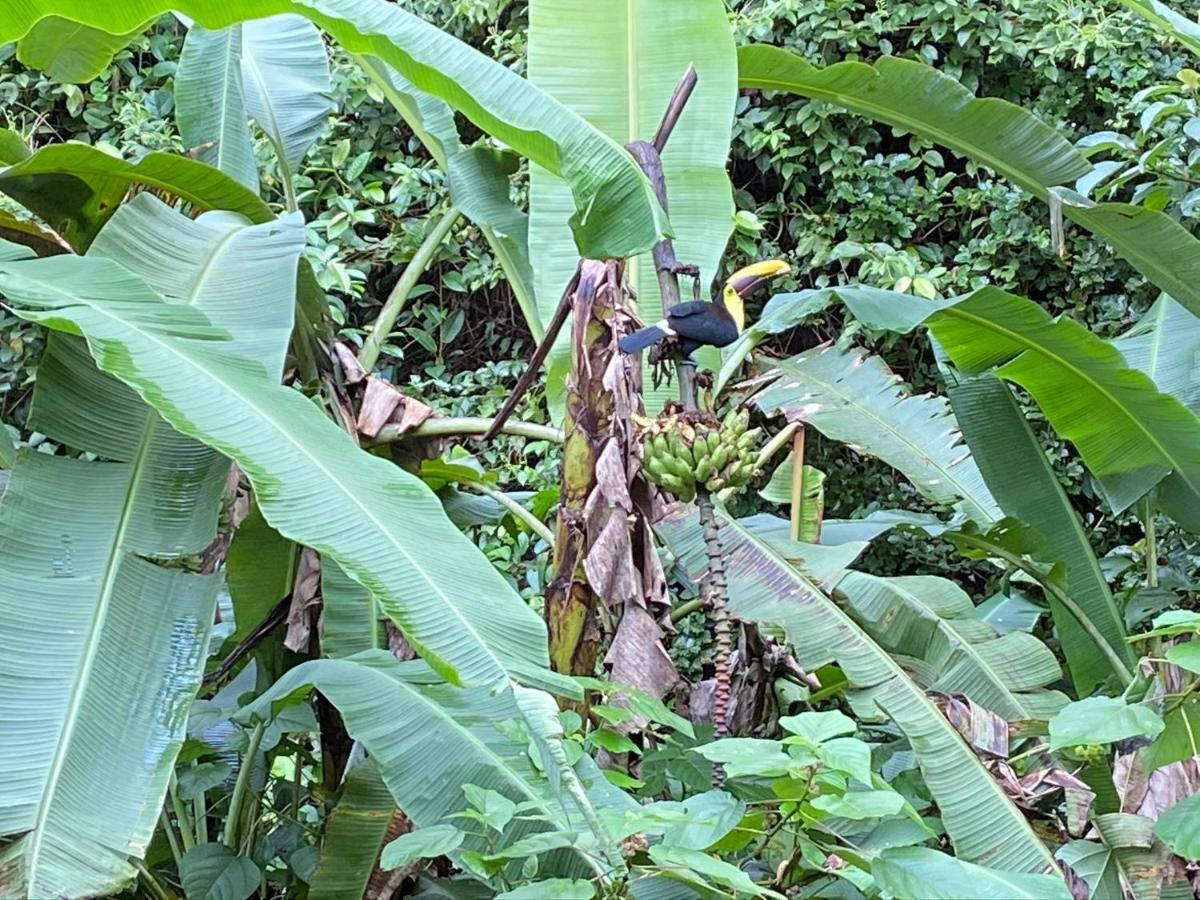 Mussaenda, Arenal Otel La Fortuna Dış mekan fotoğraf